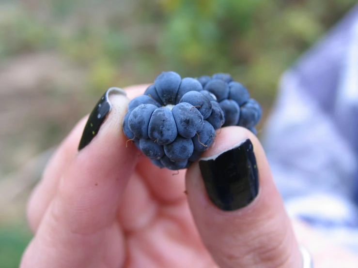 someone holds a black colored berry in their hands