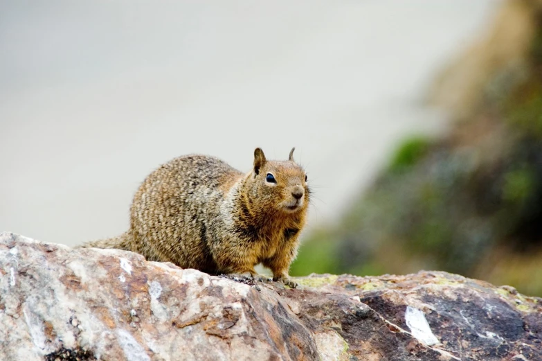 a small gray animal on top of a large rock