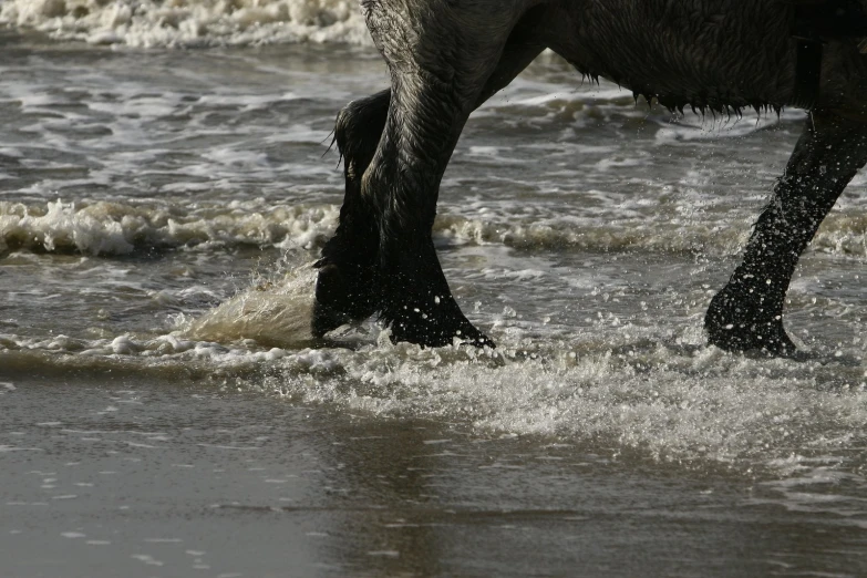 a wet gray dog wading in the waves at the beach