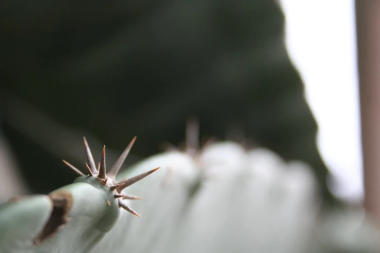 this is close up po of the edge of a succulent plant