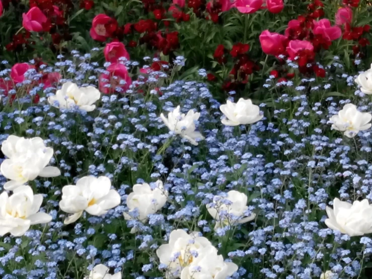 a bunch of flowers that are in the grass