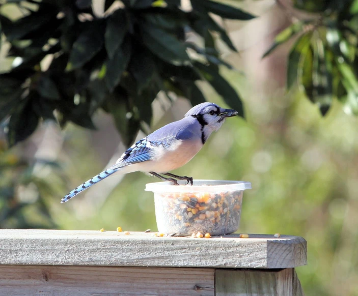 a blue jay eating seeds from a small bowl