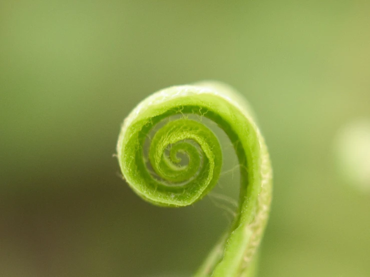 a spiraly green leaf with white center