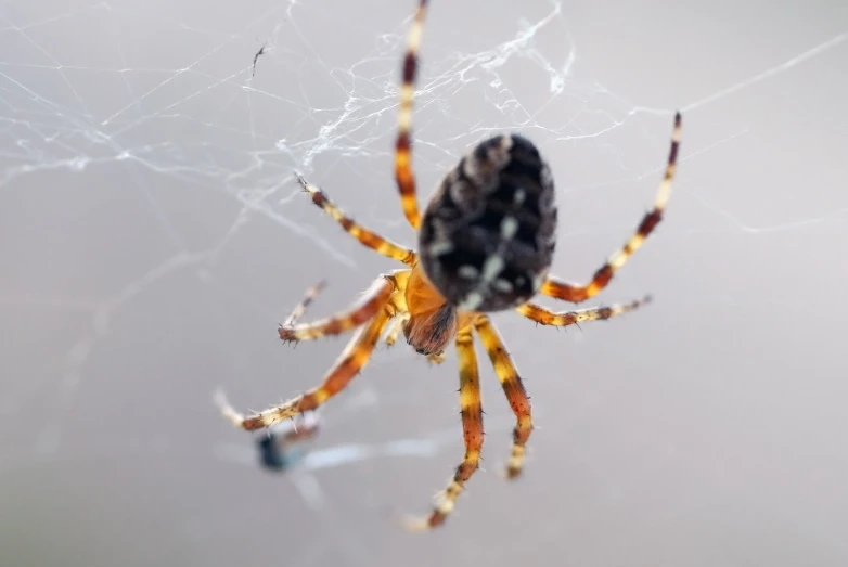 a spider that is sitting on the side of a web