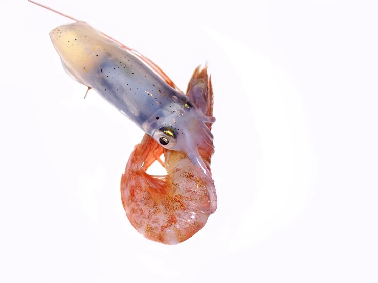 an orange shrimp with it's mouth open