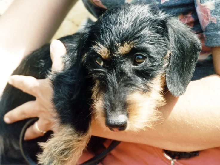 a little dog with his owner looking bored