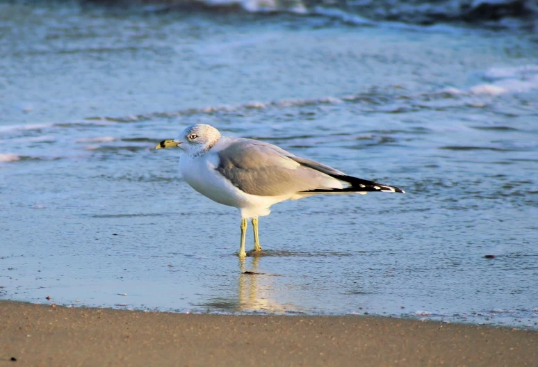 a seagull is on the shore of the ocean with its mouth open