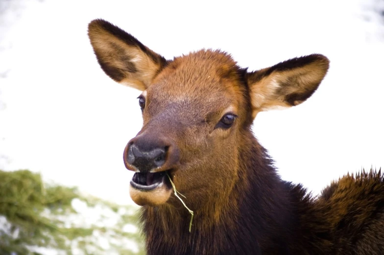 an elk with its mouth open next to some trees