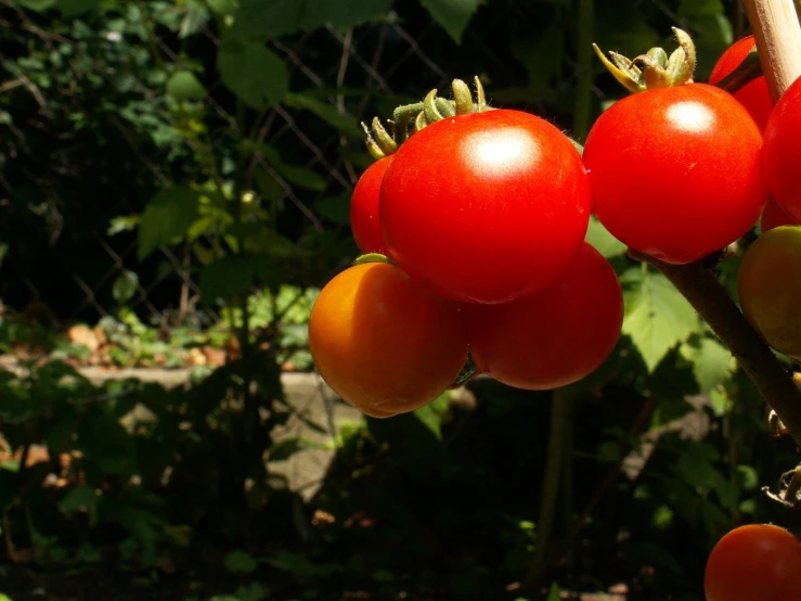 some tomatoes are growing by a fence