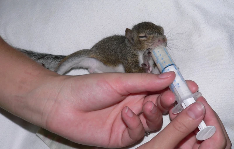 a squirrel sitting in someone's lap that is being fed an iv