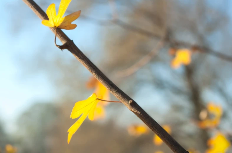 small yellow leaves on a tree in autumn