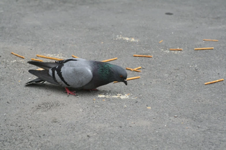 a pigeon with food stuck in it's feathers outside