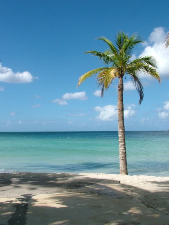 palm tree on a beach near the ocean