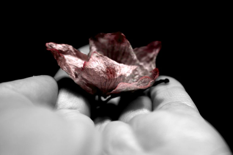 two hands are holding a small rose in black and white