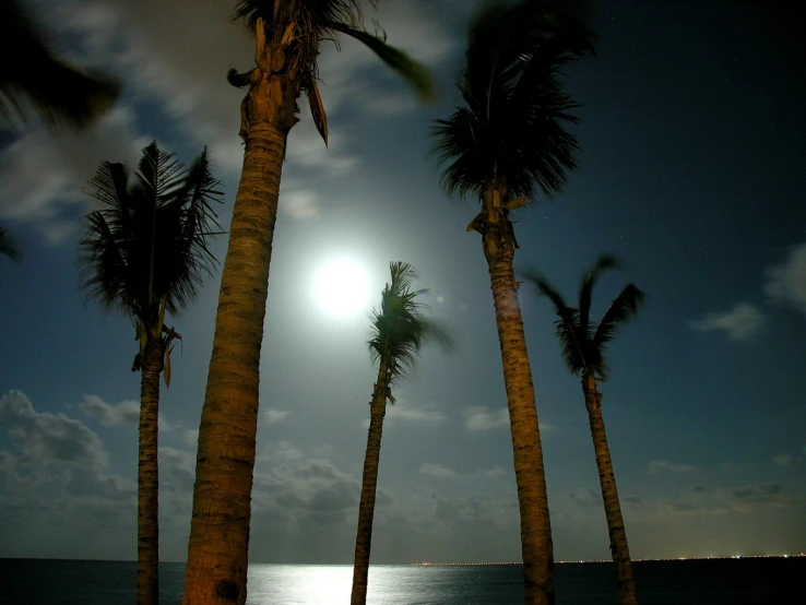 an ocean is visible in the night sky above palm trees