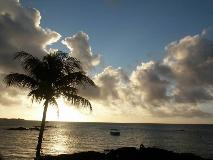 palm tree near the water with a boat sailing by