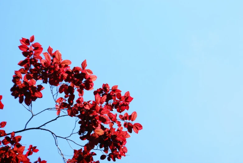 red leaves and nches are in a blue sky