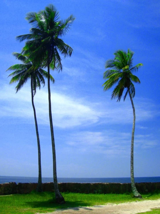 a view of two tall palm trees from a path