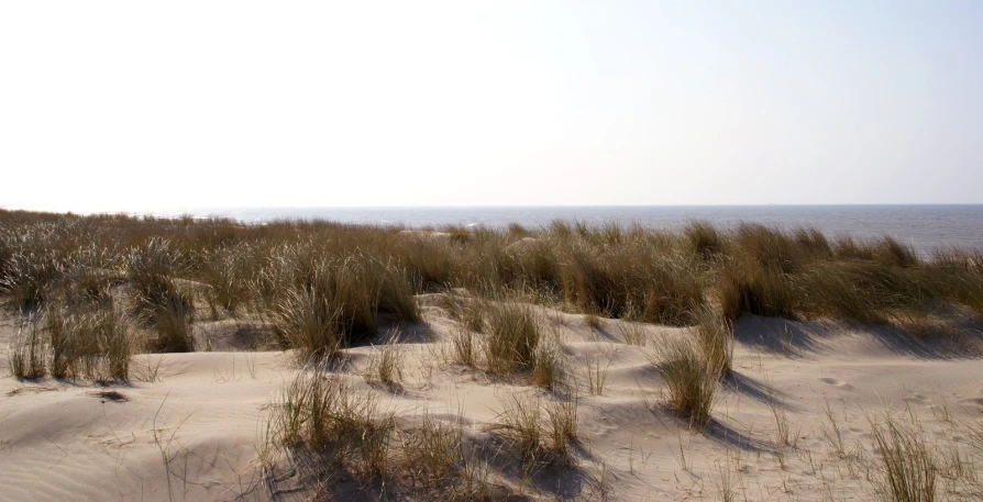 the view of the beach from a duneside