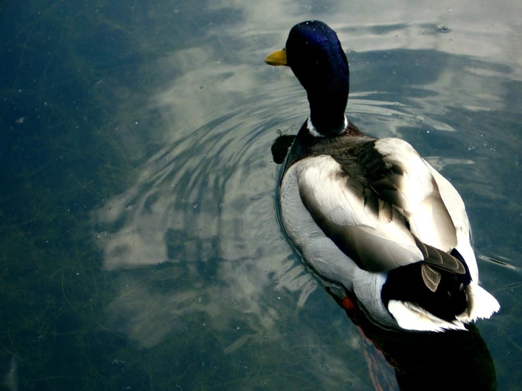 a duck floating in some water by itself