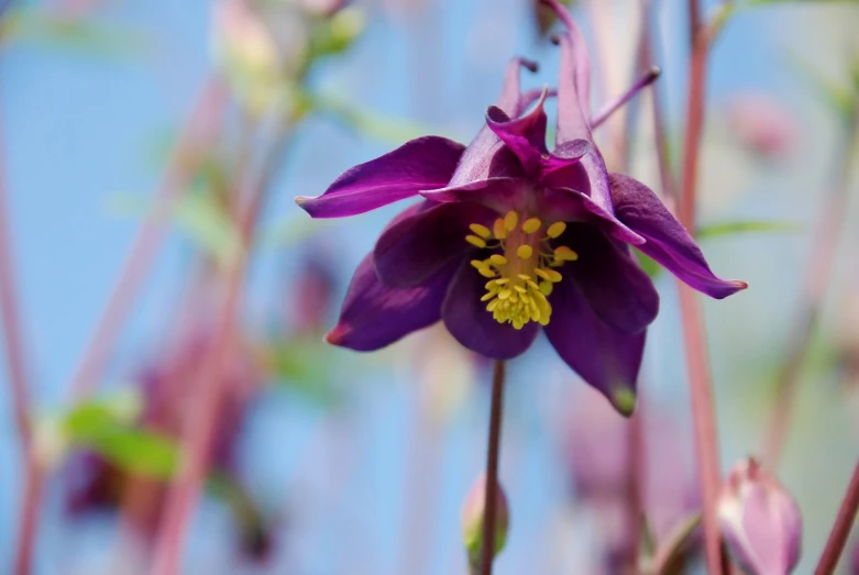 a very pretty purple flower in a field