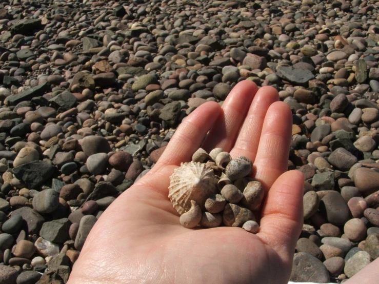 a hand holding a small rock filled with rocks