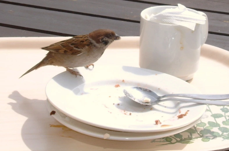 a bird is sitting on a white plate
