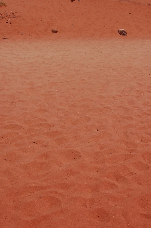 a red dirt area is shown with two animals