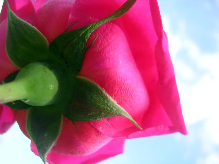 an image of the stem on a rose bud