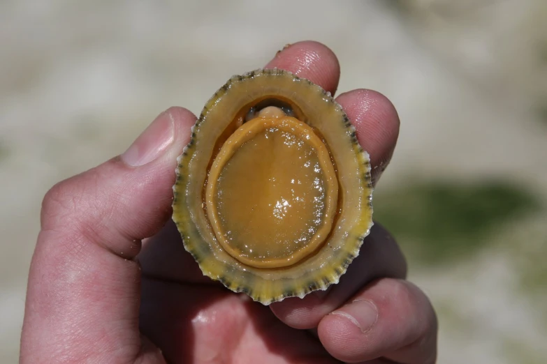 a peanut has it's shell partially covered in mustard