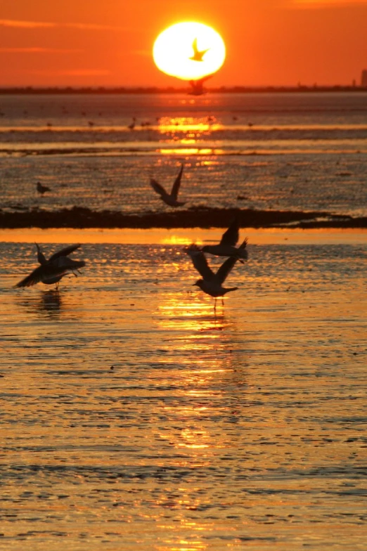 some birds flying in front of the sun over water