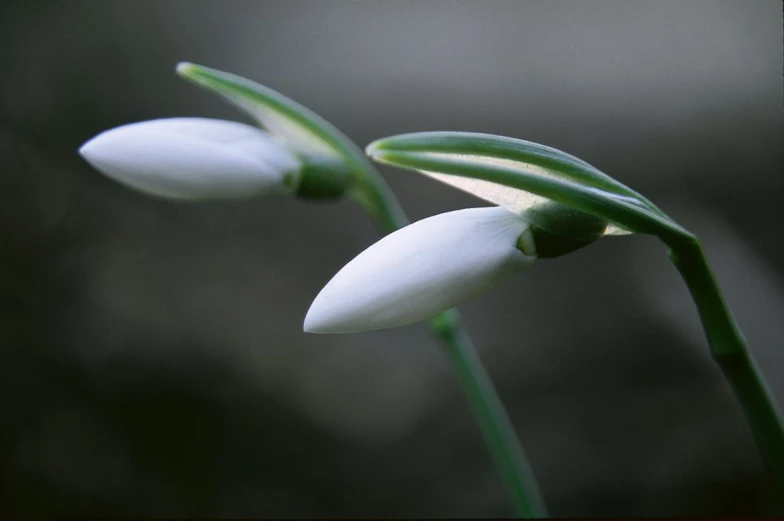 the two white flowers are blooming out of bud