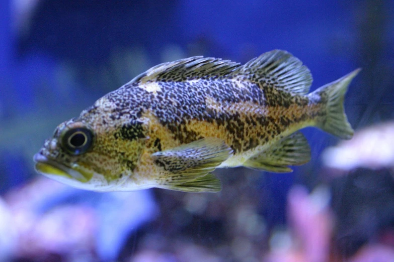 a fish swimming through the water in an aquarium