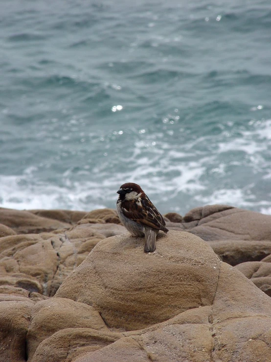 a bird on top of some rocks by the ocean