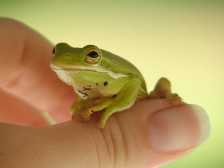 a frog is shown sitting on the palm of a person