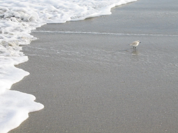 a seagull standing on the beach as it looks at the water
