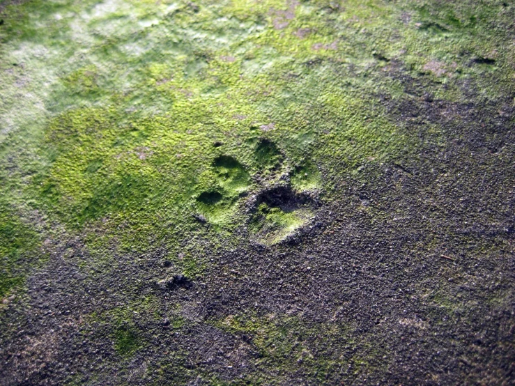 a green grass background with a bird foot print