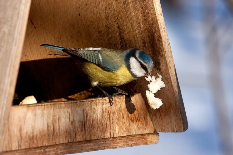 a bird perched on top of a wooden bird feeder