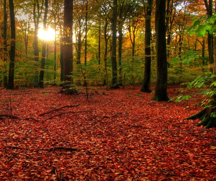 a forest with lots of red and yellow leaves