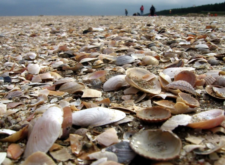 a field with several shells on it and people walking by