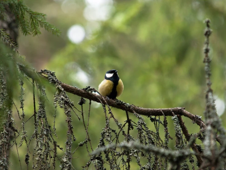 the small bird is perched on the nch