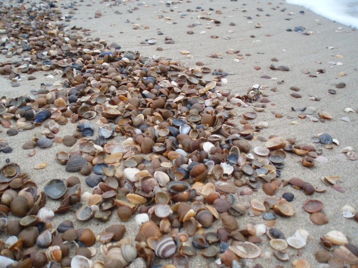 many shells of various sizes and colors on the beach
