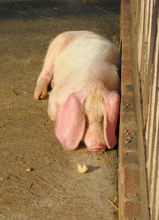 a pig that is sticking its head through a fence