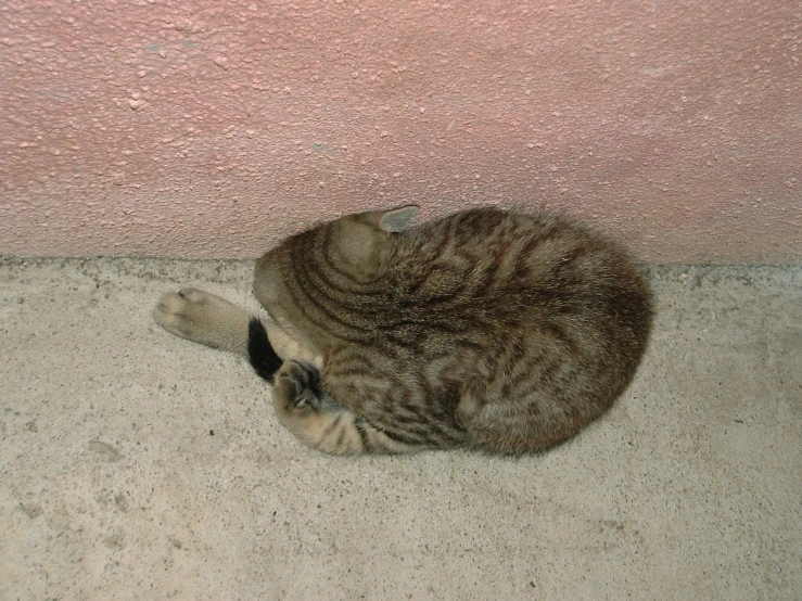 a cat lying down next to a wall