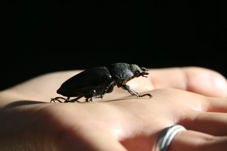 a black beetle perched on a hand in the dark