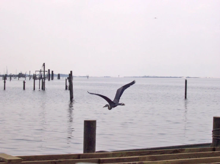 an image of a bird flying over the water