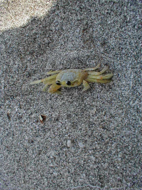 a yellow and black crab in sand next to a body of water