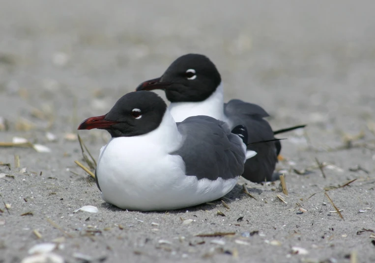 three black and white birds sitting next to each other