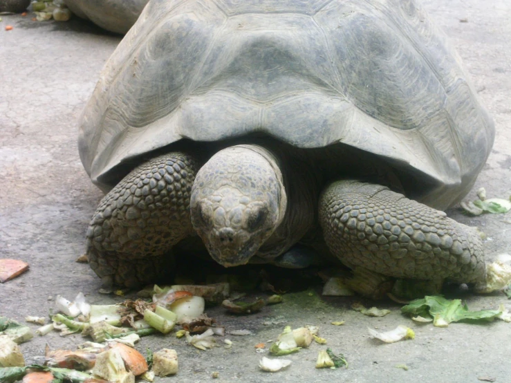 the turtle has found a spot to eat food