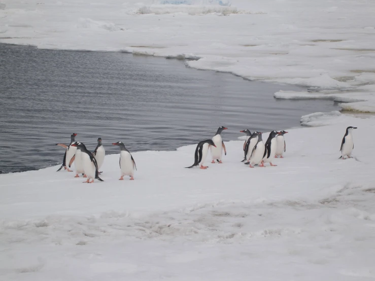 there are several penguins walking together in the snow